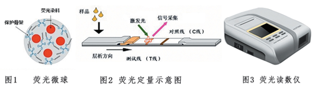 黃曲霉毒素B1熒光定量檢測(cè)試紙條