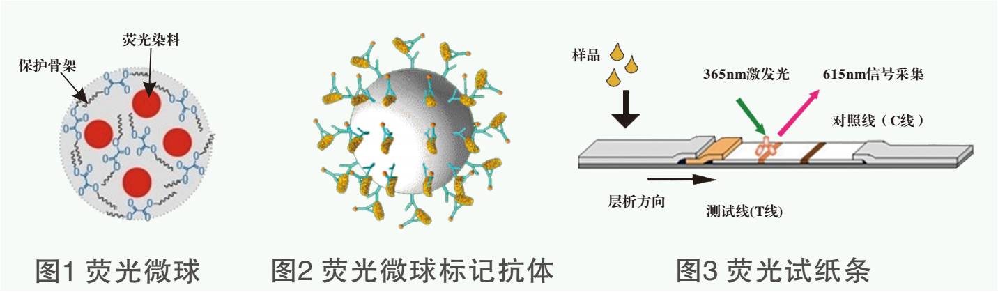 黃曲霉毒素B1熒光定量檢測(cè)試紙條原理圖