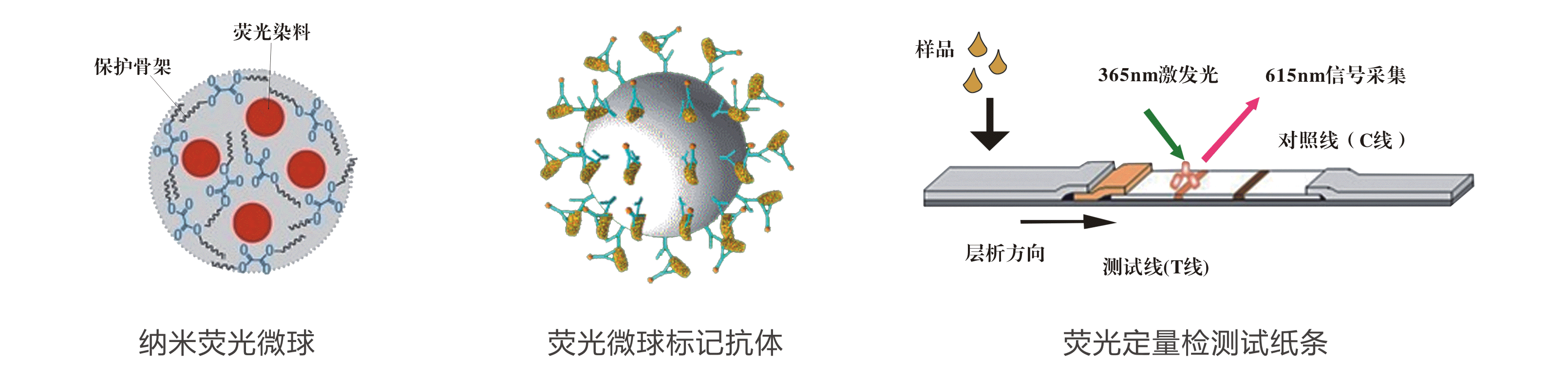 T-2毒素熒光定量快速檢測試紙條原理