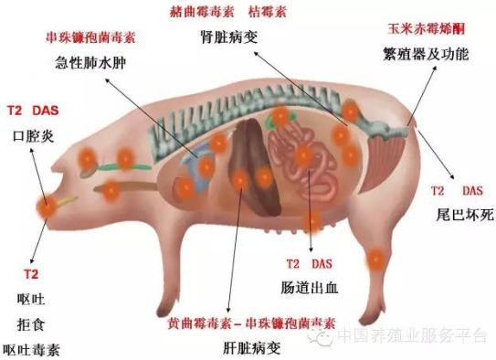 上海飛測(cè)快檢儀從源頭抑制霉菌毒素對(duì)豬的危害