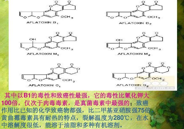  四、黃曲霉毒素的性質