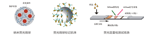 噁霜靈熒光定量快速檢測卡/試紙條